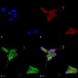 Invitrogen TRPM7 Monoclonal Antibody (S74), APC 100 &mu;g; APC:Antibodies,