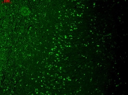 Invitrogen TRPM7 Monoclonal Antibody (S74), APC 100 &mu;g; APC:Antibodies,
