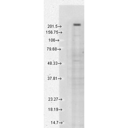 Invitrogen TRPM7 Monoclonal Antibody (S74), APC 100 &mu;g; APC:Antibodies,