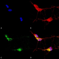 Invitrogen TRPV3 Monoclonal Antibody (N15/4), APC 100 &mu;g; APC:Antibodies,