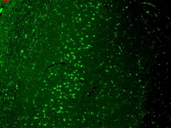 Invitrogen TRPV3 Monoclonal Antibody (N15/4), APC 100 &mu;g; APC:Antibodies,