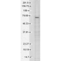 Invitrogen TRPV3 Monoclonal Antibody (N15/4), APC 100 &mu;g; APC:Antibodies,
