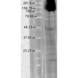 Invitrogen HCN4 Monoclonal Antibody (N114/10), FITC 100 &mu;g; FITC:Antibodies,