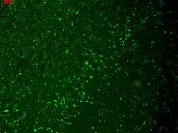 Invitrogen HCN4 Monoclonal Antibody (N114/10), PerCP 100 &mu;g; PerCP:Antibodies,