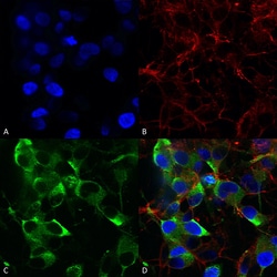 Invitrogen Slo2.2 Monoclonal Antibody (N3/26), PerCP 100 &mu;g; PerCP:Antibodies,