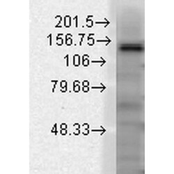 Invitrogen Slo2.2 Monoclonal Antibody (N3/26), PerCP 100 &mu;g; PerCP:Antibodies,