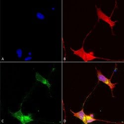 Invitrogen Pan SHANK Monoclonal Antibody (N23b/49), PE 100 &mu;g; PE:Antibodies,