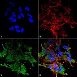 Invitrogen Pan SHANK Monoclonal Antibody (N23b/49), PE 100 &mu;g; PE:Antibodies,