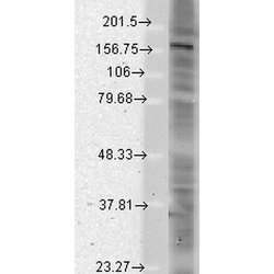 Invitrogen Pan SHANK Monoclonal Antibody (N23b/49), PE 100 &mu;g; PE:Antibodies,