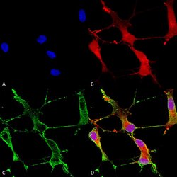 Invitrogen SHANK1 Monoclonal Antibody (N22/21), FITC 100 &mu;g; FITC:Antibodies,