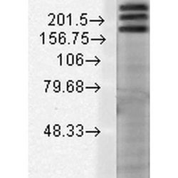 Invitrogen SHANK1 Monoclonal Antibody (N22/21), PerCP 100 &mu;g; PerCP:Antibodies,