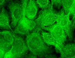 Invitrogen TRPV3 Monoclonal Antibody (N15/39), APC 100 &mu;g | Buy Online | Invitrogen&trade; | Fisher Scientific