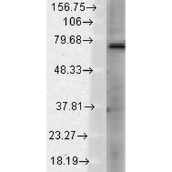 Invitrogen TRPV3 Monoclonal Antibody (N15/39), PE 100 &mu;g; PE:Antibodies,