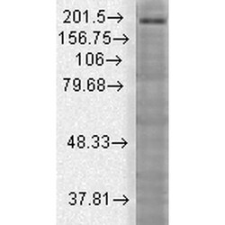 Invitrogen SHANK3 Monoclonal Antibody (S69), FITC 100 &mu;g; FITC:Antibodies,