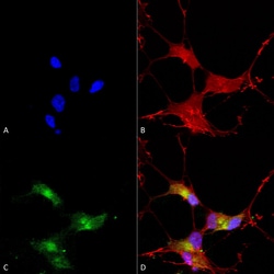 Invitrogen SHANK3 Monoclonal Antibody (S69), PE 100 &mu;g; PE:Antibodies,