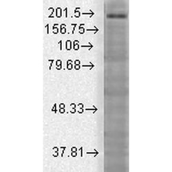 Invitrogen SHANK3 Monoclonal Antibody (S69), PE 100 &mu;g; PE:Antibodies,
