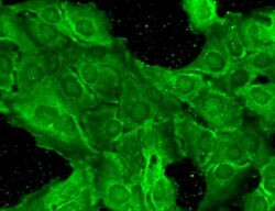 Invitrogen NMDAR2B Monoclonal Antibody (S59), FITC 100 &mu;g; FITC:Antibodies,