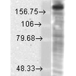 Invitrogen NMDAR2B Monoclonal Antibody (S59), FITC 100 &mu;g; FITC:Antibodies,