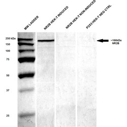 Invitrogen NMDAR2B Monoclonal Antibody (S59), FITC 100 &mu;g; FITC:Antibodies,
