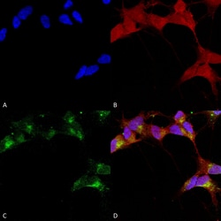 Invitrogen GABRB3 Monoclonal Antibody (N87/25), APC 100 &mu;g; APC:Antibodies,