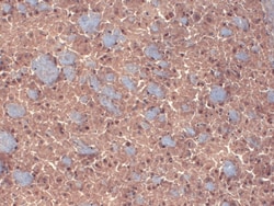 Invitrogen GABRB3 Monoclonal Antibody (N87/25), APC 100 &mu;g; APC:Antibodies,
