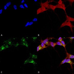 Invitrogen GABRB3 Monoclonal Antibody (N87/25), FITC 100 &mu;g; FITC:Antibodies,