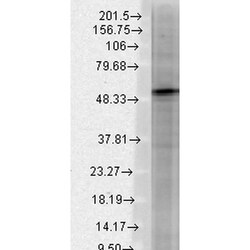Invitrogen GABRB3 Monoclonal Antibody (N87/25), FITC 100 &mu;g; FITC:Antibodies,