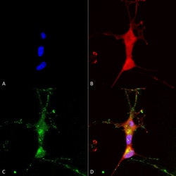Invitrogen TRPC7 Monoclonal Antibody (N64A/36), FITC 100 &mu;g; FITC:Antibodies,