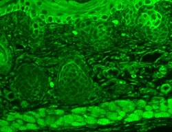 Invitrogen TRPC7 Monoclonal Antibody (N64A/36), PE 100 &mu;g; PE:Antibodies,