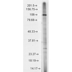 Invitrogen TRPC7 Monoclonal Antibody (N64A/36), PE 100 &mu;g; PE:Antibodies,