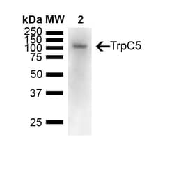 Invitrogen TRPC5 Monoclonal Antibody (N67/15), APC 100 &mu;g | Buy Online | Invitrogen&trade; | Fisher Scientific