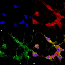 Invitrogen TRPC5 Monoclonal Antibody (N67/15), PerCP 100 &mu;g; PerCP:Antibodies,
