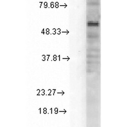 Invitrogen GABRD Monoclonal Antibody (N151/3), FITC 100 &mu;g | Buy Online | Invitrogen&trade; | Fisher Scientific