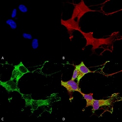 Invitrogen GABRA1 Monoclonal Antibody (N95/35), PerCP 100 &mu;g; PerCP:Antibodies,