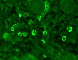 Invitrogen GABRA1 Monoclonal Antibody (N95/35), PerCP 100 &mu;g; PerCP:Antibodies,