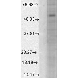 Invitrogen GABRA1 Monoclonal Antibody (N95/35), PerCP 100 &mu;g; PerCP:Antibodies,