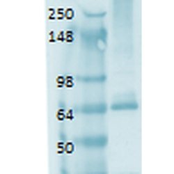 Invitrogen SLC5A5 Monoclonal Antibody (14F), APC 100 &mu;g; APC:Antibodies,