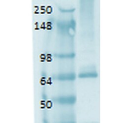 Invitrogen SLC5A5 Monoclonal Antibody (14F), PerCP 100 &mu;g; PerCP:Antibodies,