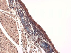 Invitrogen SLC5A5 Monoclonal Antibody (FP5), APC 100 &mu;g; APC:Antibodies,