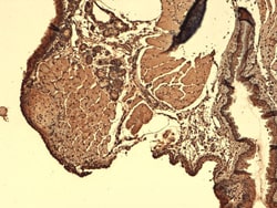 Invitrogen SLC5A5 Monoclonal Antibody (FP5), APC 100 &mu;g; APC:Antibodies,