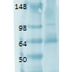 Invitrogen SLC5A5 Monoclonal Antibody (FP5), APC 100 &mu;g; APC:Antibodies,
