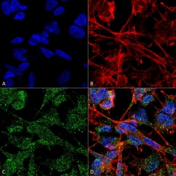 Invitrogen KCC2 Monoclonal Antibody (N1/12), FITC 100 &mu;g; FITC:Antibodies,