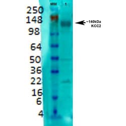 Invitrogen KCC2 Monoclonal Antibody (N1/12), FITC 100 &mu;g; FITC:Antibodies,