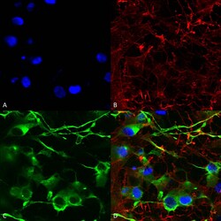 Invitrogen KCC2 Monoclonal Antibody (N1/12), PerCP 100 &mu;g; PerCP:Antibodies,