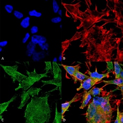 Invitrogen VAChT Monoclonal Antibody (N6/38), PE 100 &mu;g; PE:Antibodies,