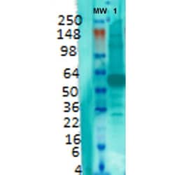 Invitrogen VGLUT1 Monoclonal Antibody (N28/9), APC 100 &mu;g; APC:Antibodies,