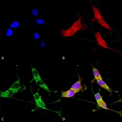 Invitrogen VGLUT2 Monoclonal Antibody (N29/29), PE 100 &mu;g; PE:Antibodies,
