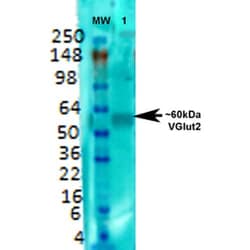 Invitrogen VGLUT2 Monoclonal Antibody (N29/29), PE 100 &mu;g; PE:Antibodies,