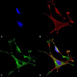 Invitrogen MMP9 Monoclonal Antibody (L51/82), FITC 100 &mu;g; FITC:Antibodies,