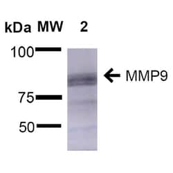 Invitrogen MMP9 Monoclonal Antibody (L51/82), FITC 100 &mu;g; FITC:Antibodies,